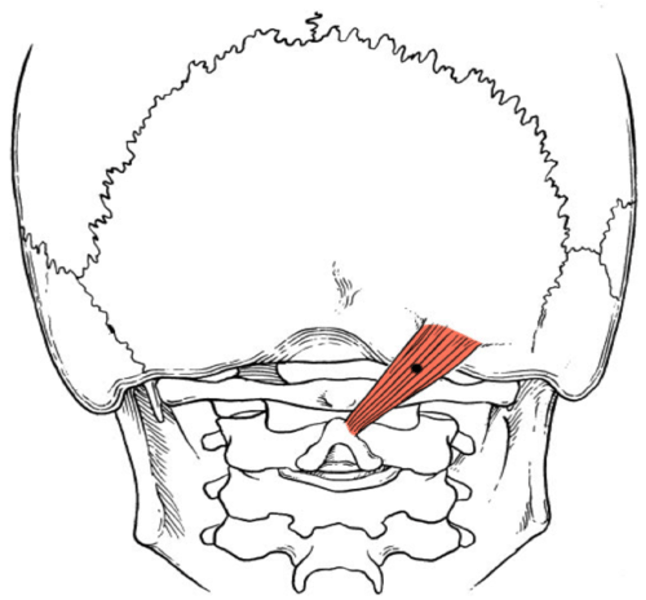 <p>Rectus Capitis Posterior major</p><p>action</p><p>innervation</p>