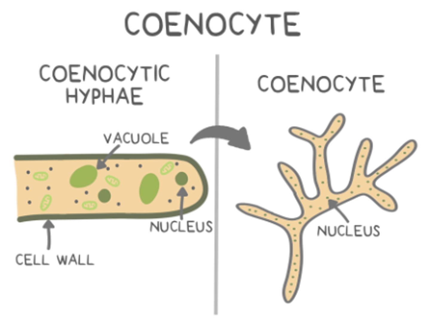 <p>coenocytic</p>