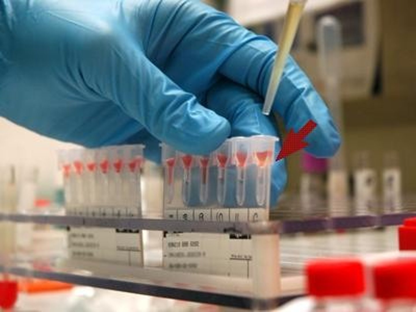 <p>(n): mẫu vật</p>