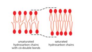 <p>Lipid bilayer with greater distance/ longer membrane spanning proteins?</p>