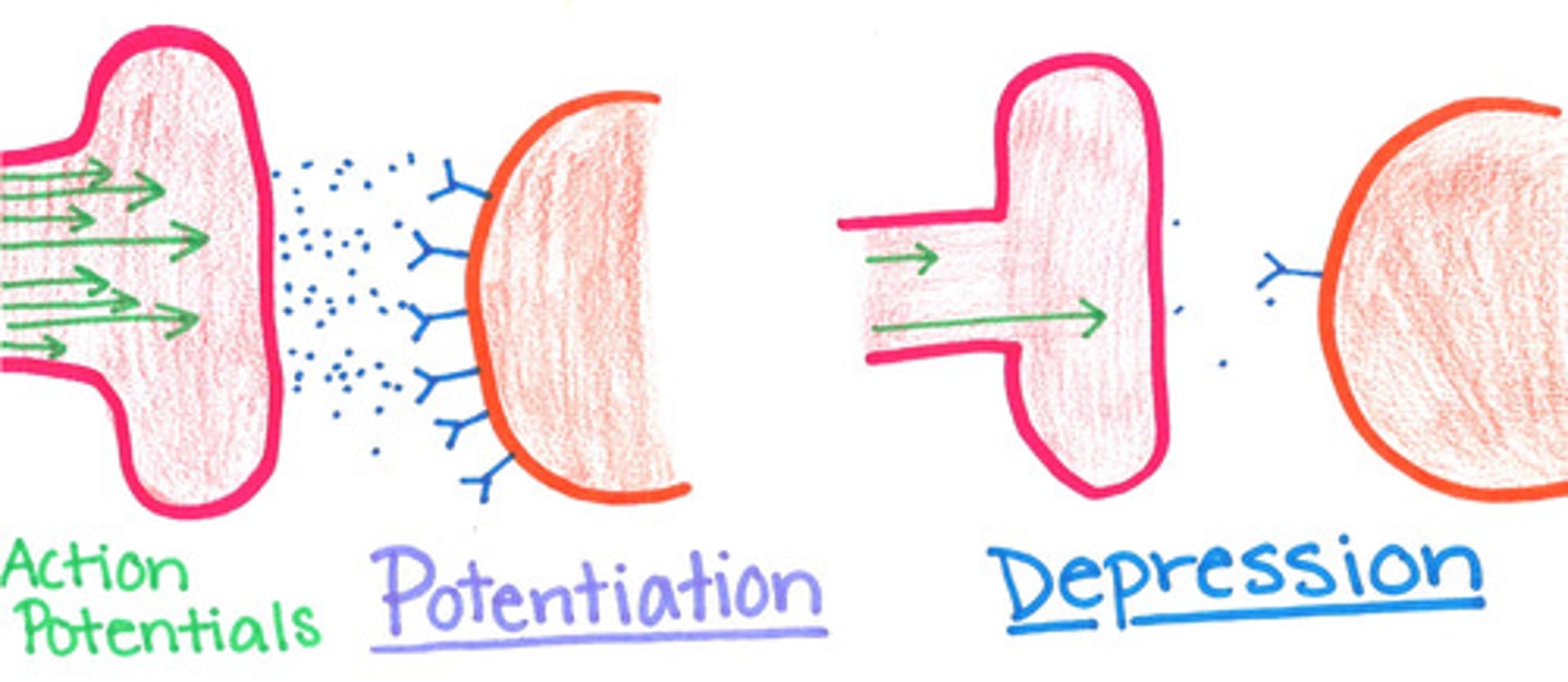 <p>Potentiation is a change in neurons that results in stronger signal transmission.</p><p>Depression is a change in neurons that results in weaker signal transmission.</p>