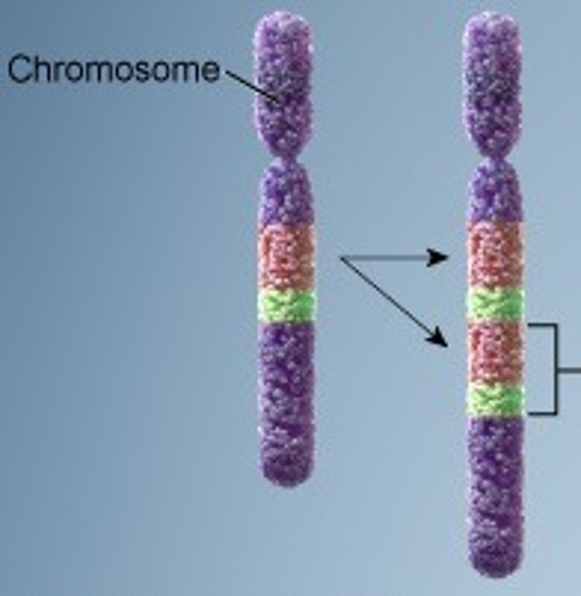 <p>Type of chromosomal mutation that produces an extra copy of all or part of a chromosome.</p><p>When mutations produce an extra part or copies of chromosomes.</p>