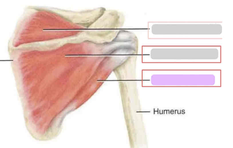 <p><span>Posterior rotator cuff (deep)</span></p>