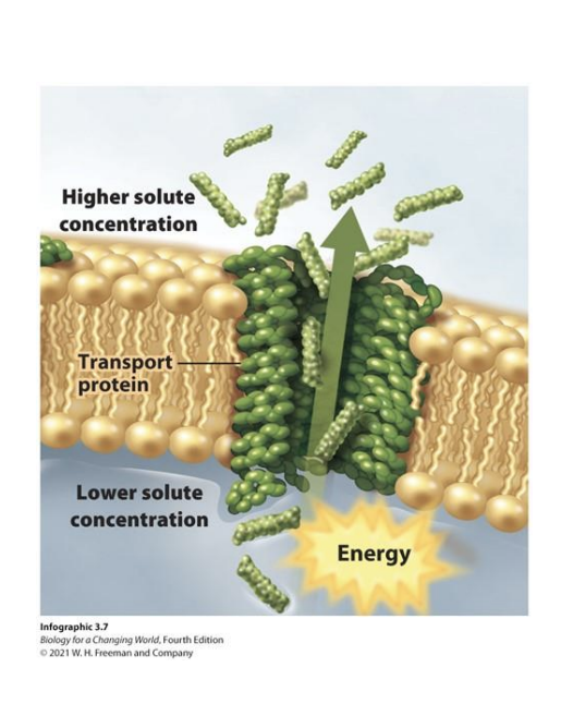 <p>Movement of substances against the concentration gradient (low to hight) using energy (ATP) and pumps</p>