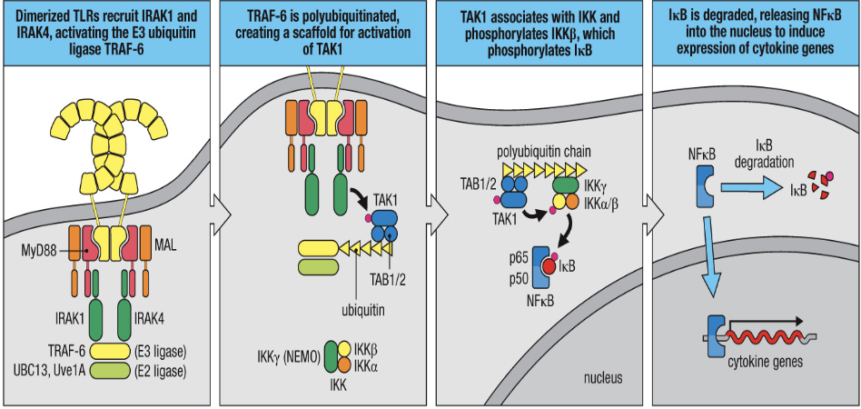 1. TLRs dimerase and recruit IRAKs which activate E3 ubiquitin ligase TRAF-6
2. TRAF-6 is polyubiquilated and creates scaffold for TAK1 activation
3. TAK1 associates with IKK and phosphorylates IKKβ which phosphorylates Iκβ
4. Iκβ is degraded and NFκB is released into the nuclease to induce expression of cytokine gene