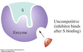 <p>Uncompetitive inhibitors binden aan het enzym-substraat complex op het moment dat het substraat op de ‘active site’ zit. Het doel is om de reactie van substraat tot product te stoppen en het enzym nutteloos te maken.</p><p>In deze situatie is Vmax kleiner dan zonder inhibitor, er zijn namelijk minder functionele enzymen aanwezig.</p><p>De Km-waarde wordt ook kleiner.</p>