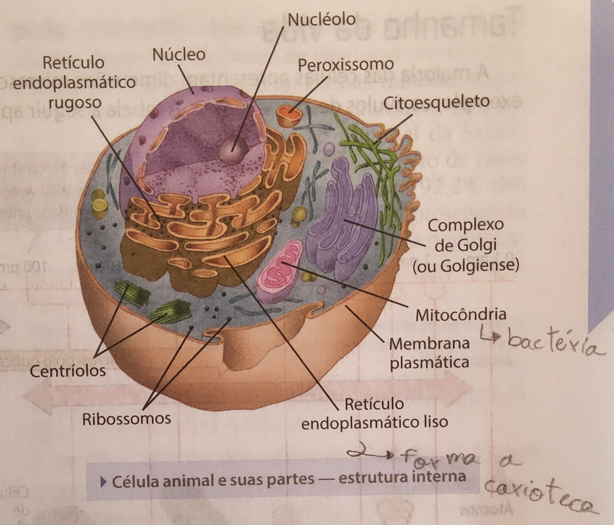 * núcleo individualizado pela **carioteca**
* transcrição no núcleo, tradução no citoplasma
* citoesqueleto → movimento
* cromossomos da cromatina → DNA + histoma
* maioria das organelas é membranosa
