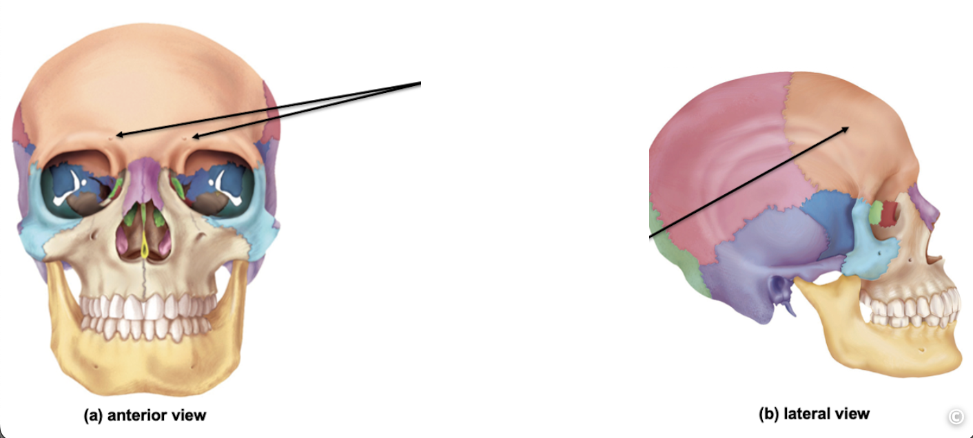 <p>Identify the cranial bone and it’s feature(s)</p>