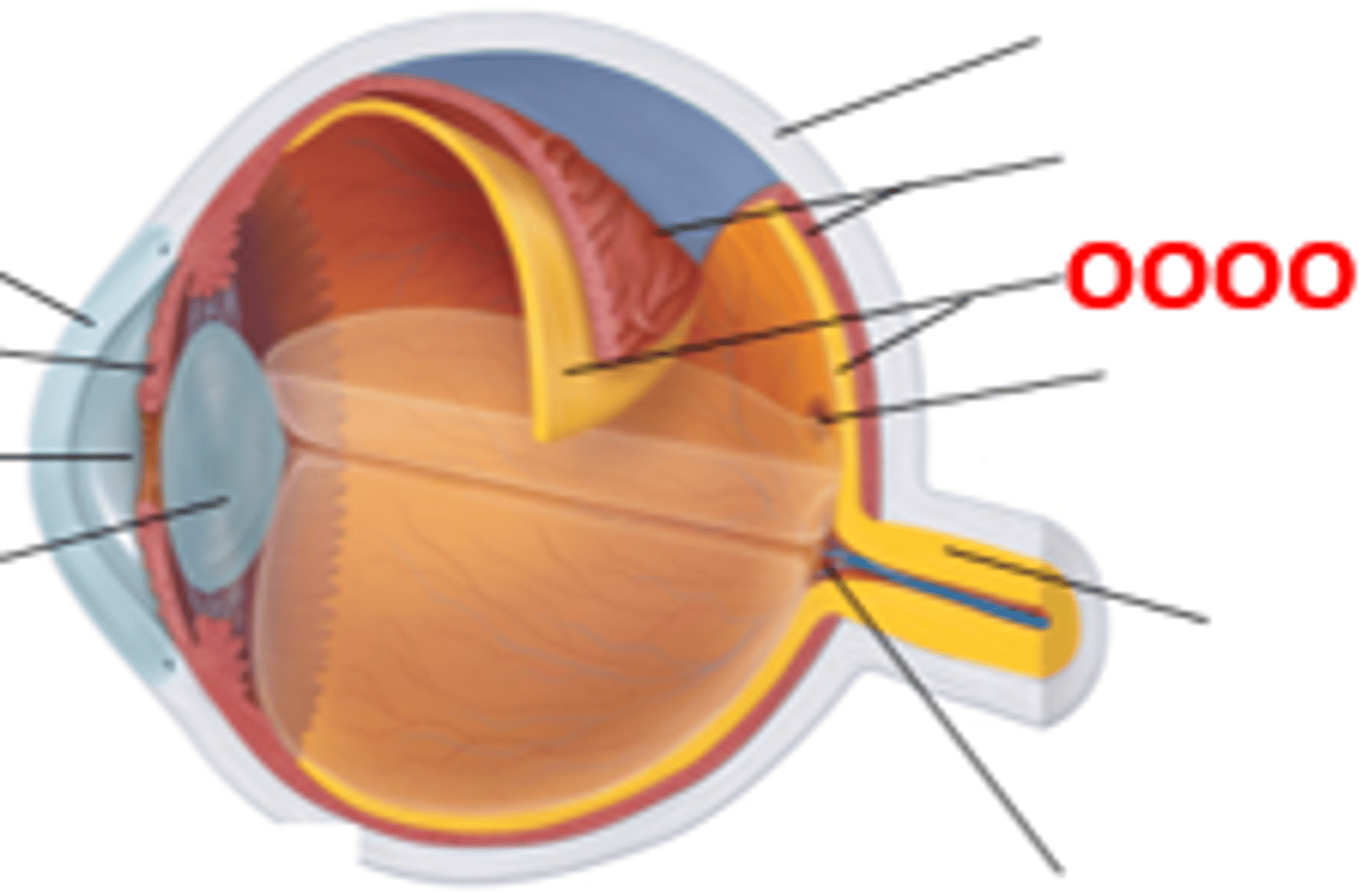 <p>- Most posterior layer of the retina is pigmented epithelium</p><p>- Neural apparatus has three principal cell layers</p><p>- Contains sensory receptors that process visual information and sends it to the brain</p>