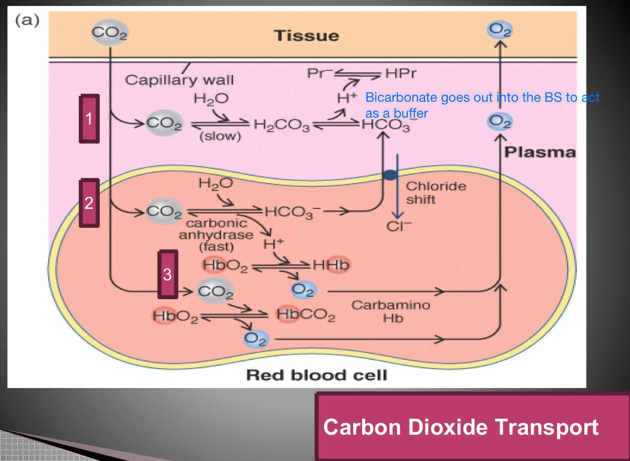 <ul><li><p>As CO2</p></li><li><p>As a bicarbonate ion </p></li><li><p>Carbahemoglobin </p></li></ul><p></p>