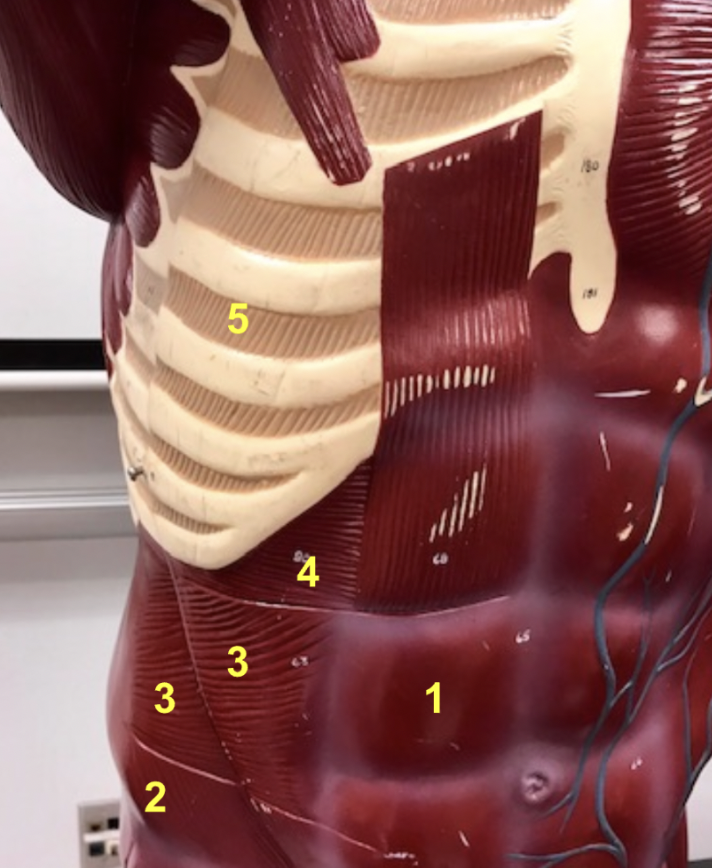 <p><span>What muscle is indicated by 5?</span></p>