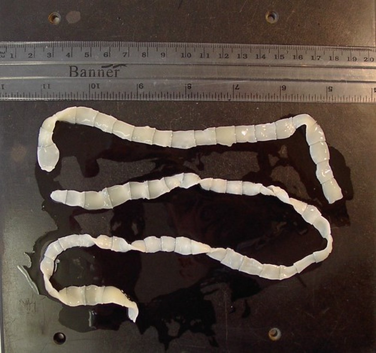 <p>Tapeworms live mainly where?</p>