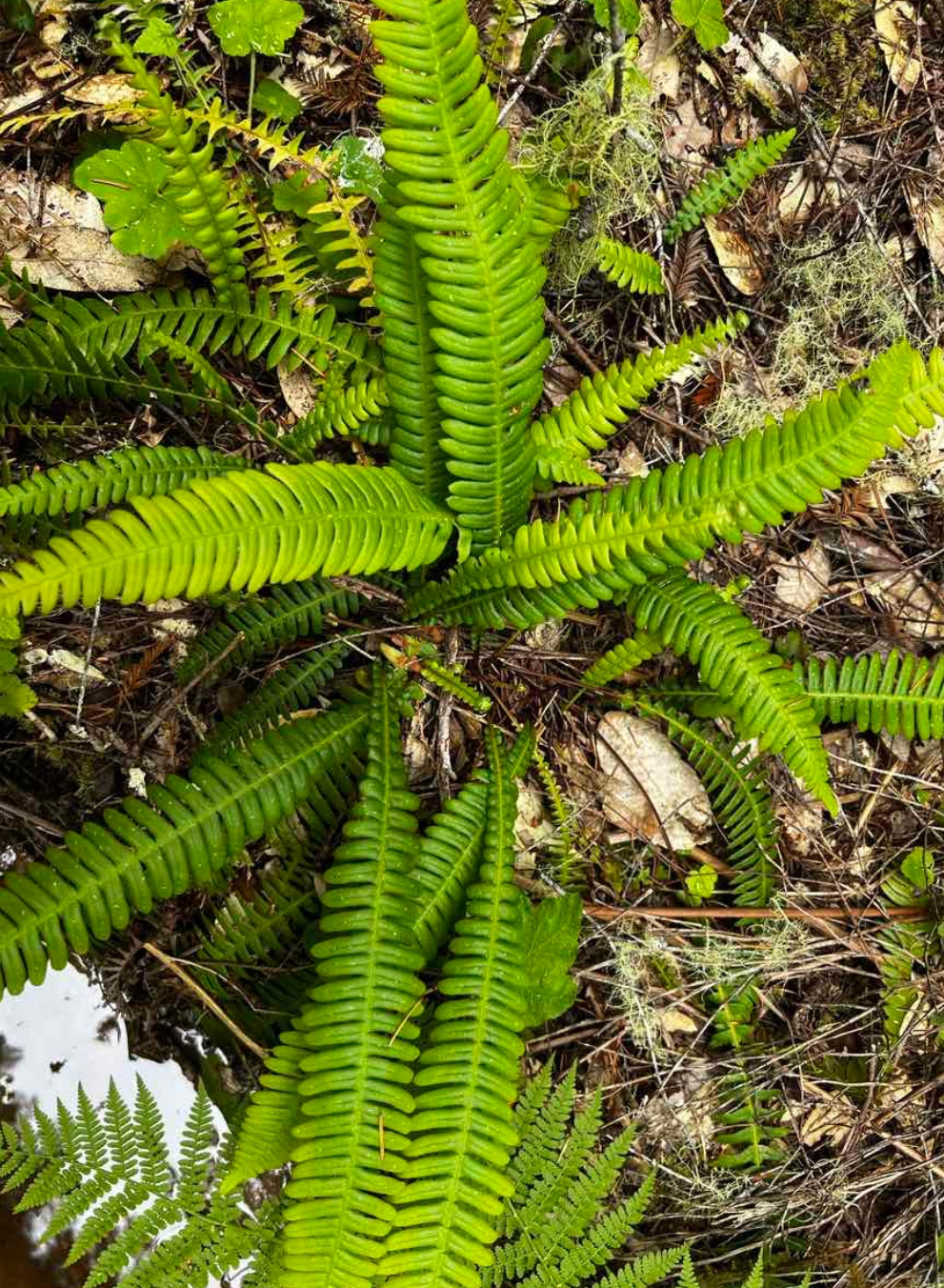 <p>Deer fern</p>