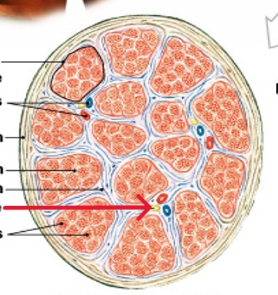 <p>What controls the muscle cell and allow voluntary movement?</p>