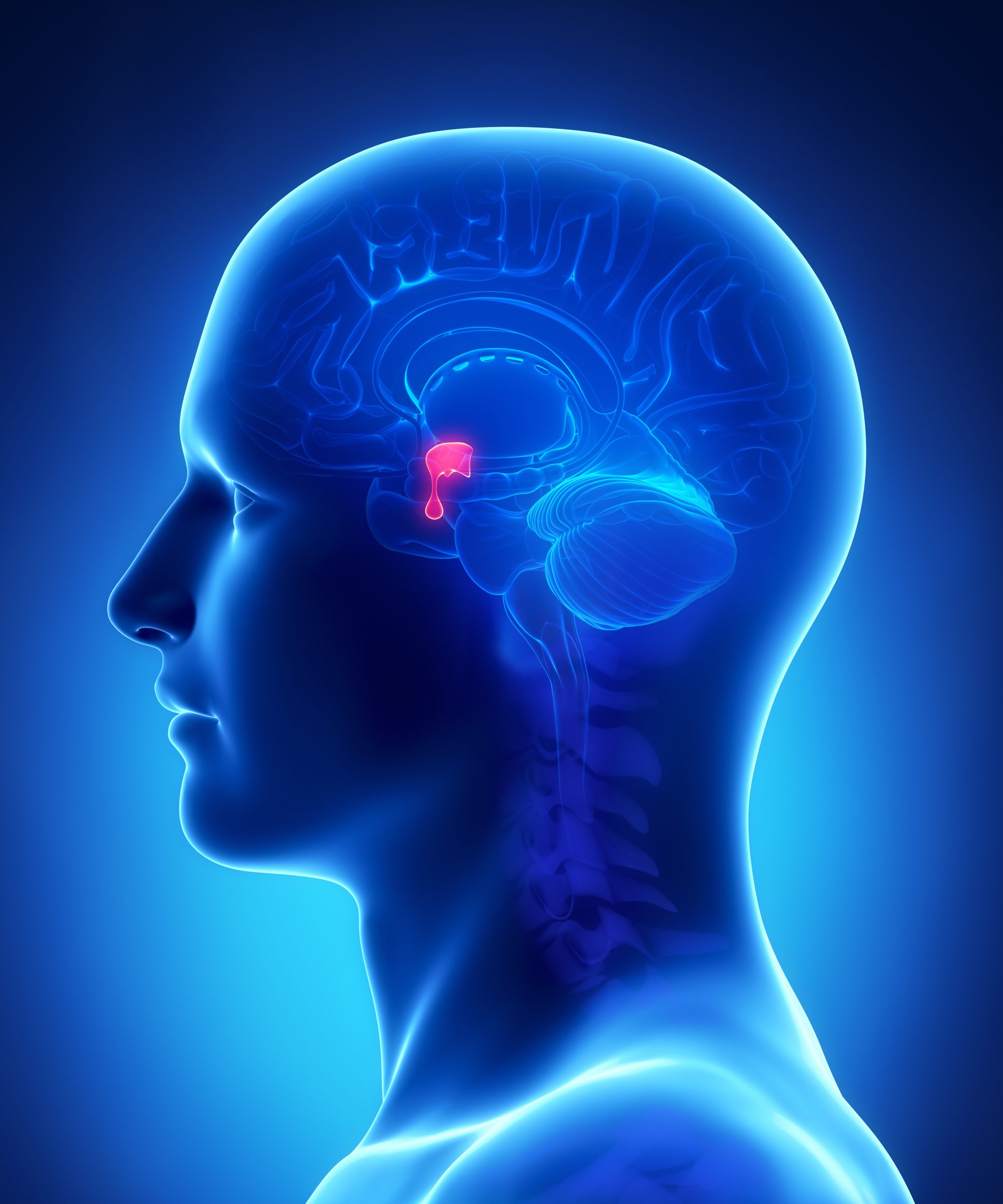 <p><span style="color: red;">the <strong>master gland</strong> of the endocrine system that controls hormone release and regulates other glands.</span></p>