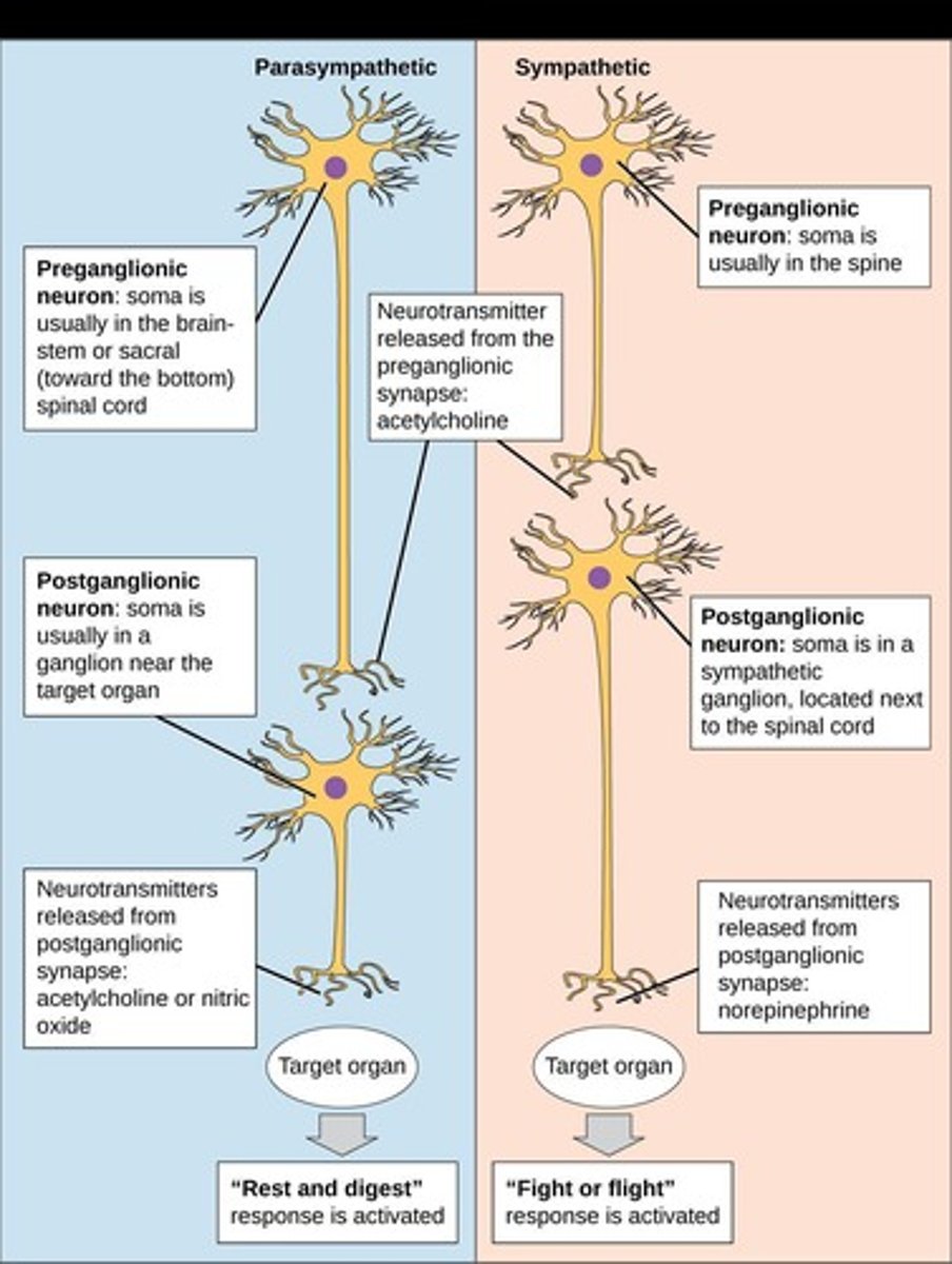 <p>Release the neurotransmitter acetylcholine.</p>