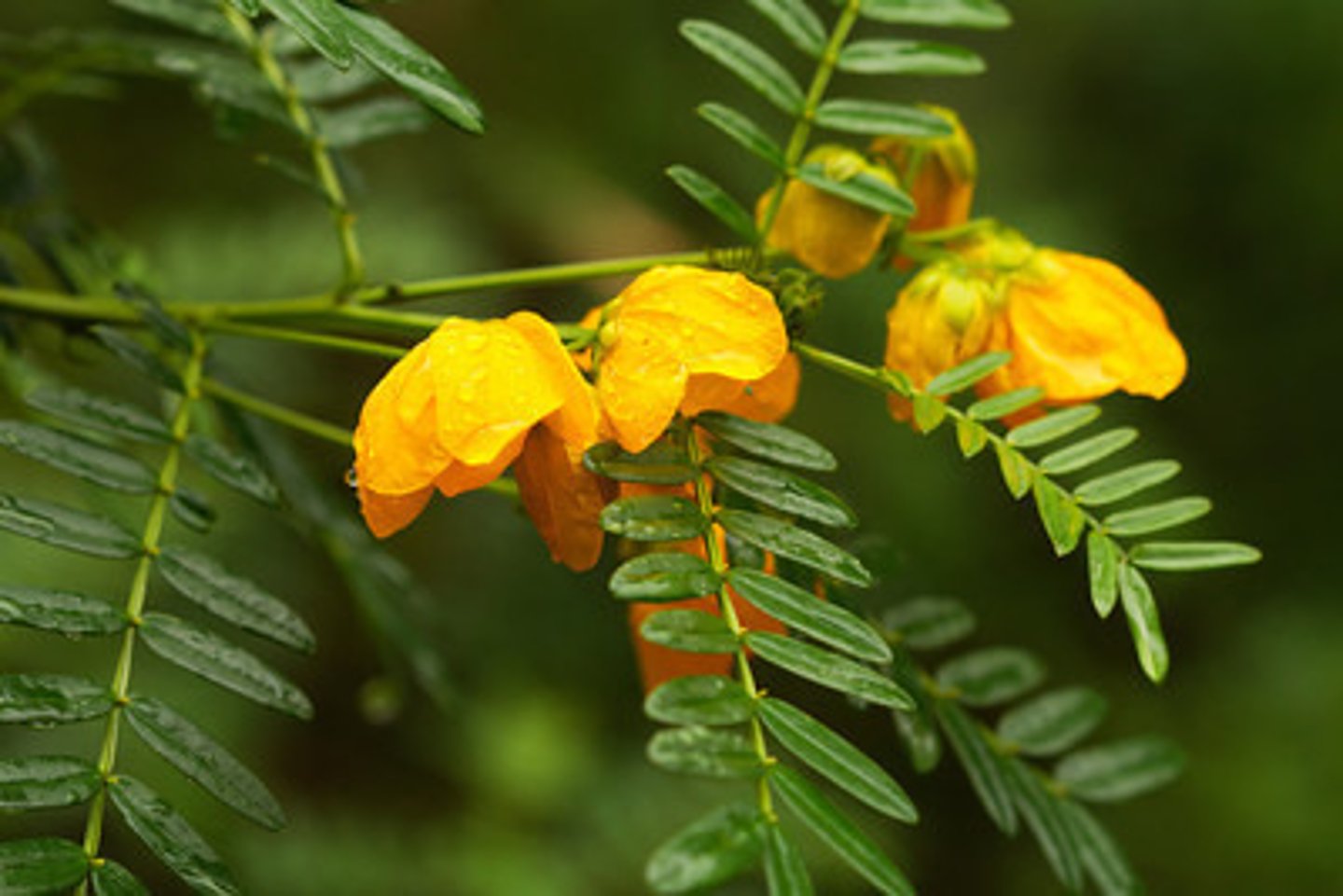 <p>senna</p><p>Actions: laxative</p><p>Indications: constipation</p><p>SE: acute GI cramping, colic, red urine/feces;</p><p>CI: longterm use, dependence</p><p>"Cassie the Constipated"</p>