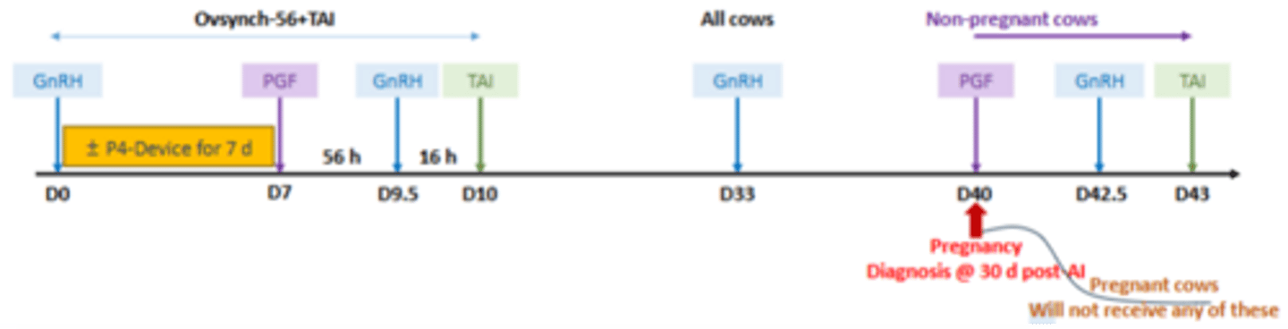 <p>- Ovsynch-56+TAI initiated at the end of the farm-specific VWP (60 days)</p><p>- All cows will receive GnRH 7 days prior to pregnancy diagnosis</p><p>- Empty cows will receive PGF on the day of pregnancy diagnosis and complete the Resynch protocol</p>