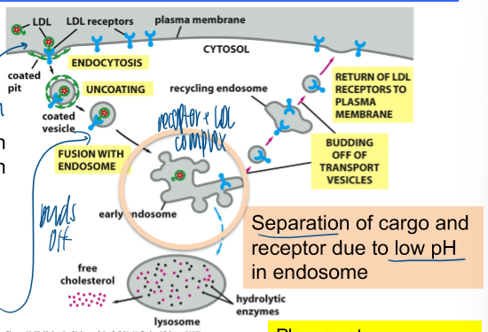 <p>example of receptor-mediated endocytosis </p><p>LDL receptor has specific endocytic sorting signal </p><p>separation of cargo and receptor due to low pH in endosome </p><ol><li><p>activated small GTPase generates membrane domain with specific lipid composition </p></li><li><p>AP2 adaptor is recruited to this site </p></li><li><p>AP2 recruts cargo receptor, bound to cargo </p></li><li><p>AP2 also recruits clathrin coat → membrane curvature </p></li></ol><p></p>