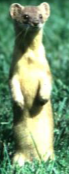 <p>Long-Tailed Weasel</p>