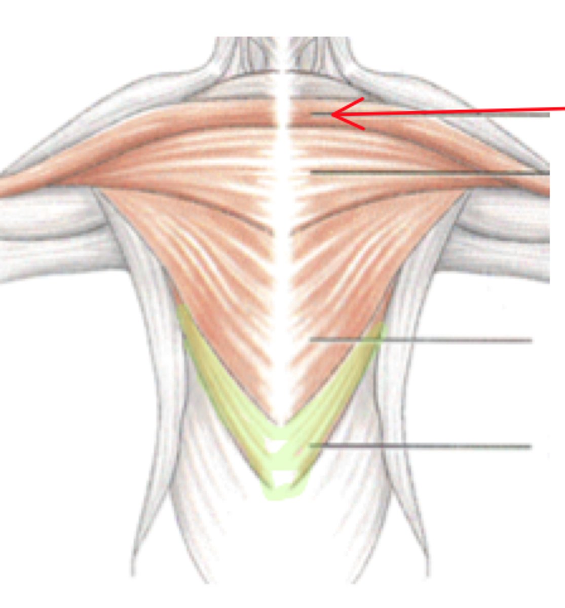 <p>What muscle is this?</p><p>Origin?</p><p>Insertion?</p><p>Function?</p><p>Innervation?</p>