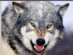 <p>hyper-mesocarnivore; largest wild canid; mostly gray; white to gray under, bushy black tipped tail</p>