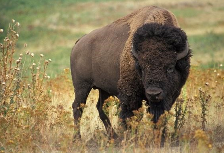<p>Bison bison</p>