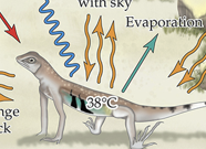 <p>Heat loss (transfer of heat from animal to environment through evaporation of water)</p>