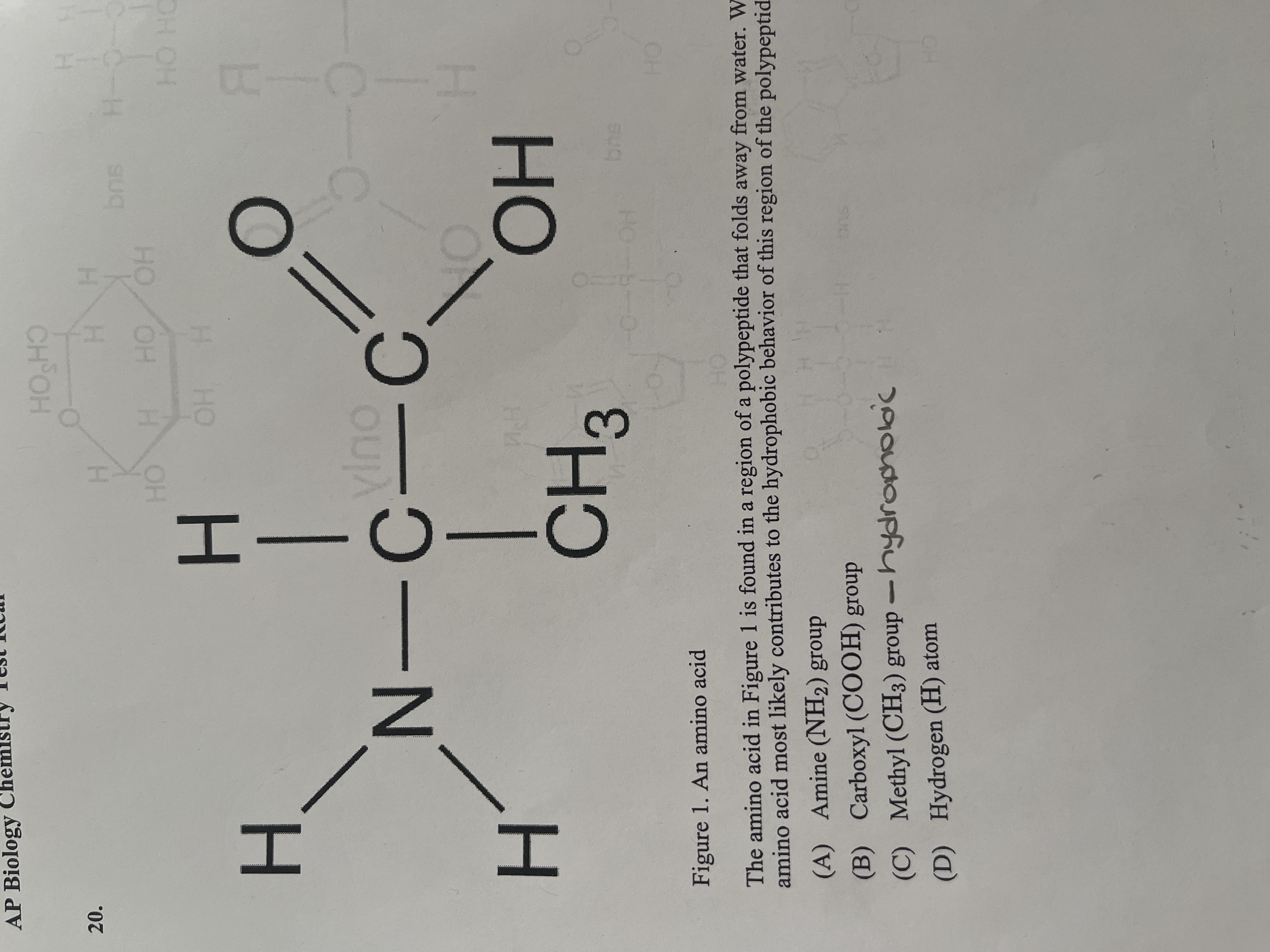 <p><span>The amino acid in Figure 1 is found in a region of a polypeptide that folds away from water. Which part of the amino acid most likely contributes to the hydrophobic behavior of this region of the polypeptide?</span></p>