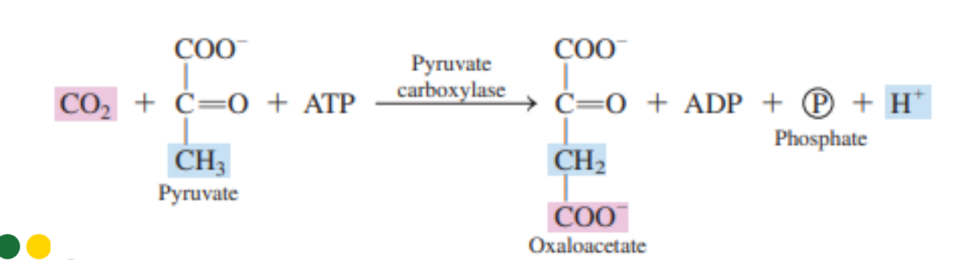 <p>Carboxylases</p>