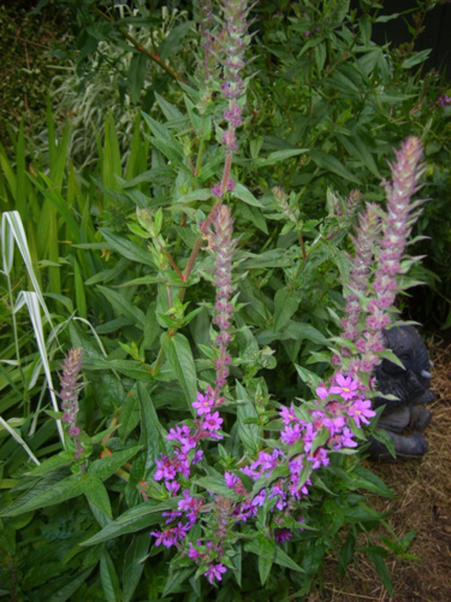 <p>Grote kattenstaart</p>