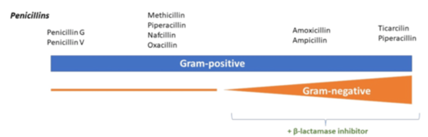<p>Piperacillin</p><p>Ticarcillin</p>