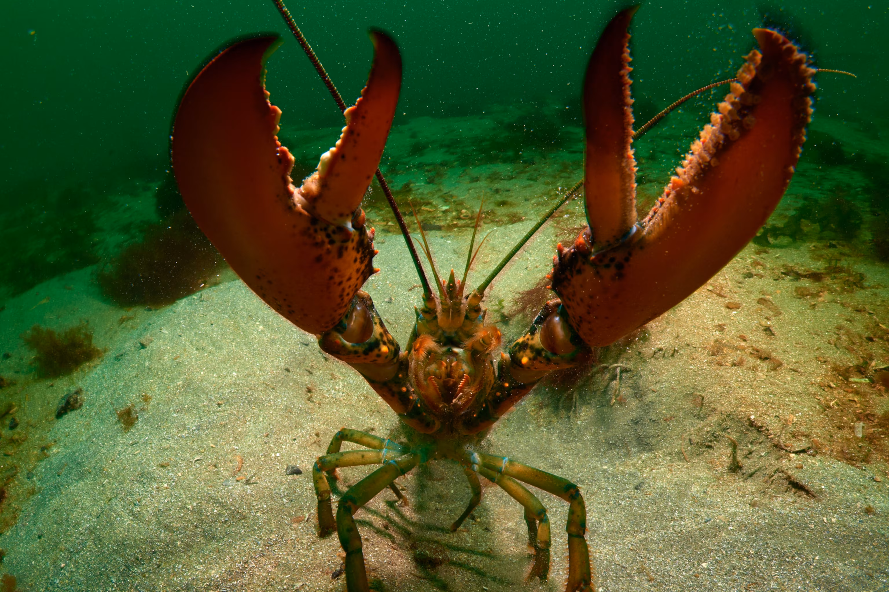 <ul><li><p>bilateral symmetry</p></li><li><p>segmented bodies</p></li><li><p>jointed appendages</p></li></ul><p></p><p>ex: lobsters, spiders</p>