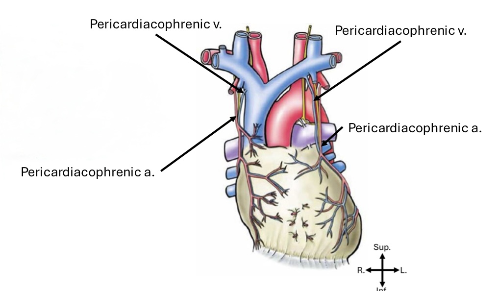 <p>Phrenic nerve</p>
