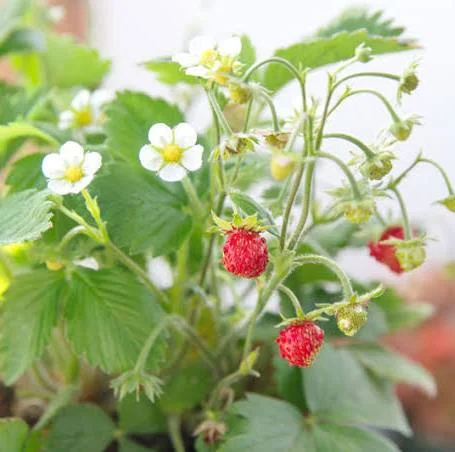 <p>Wild strawberry</p>