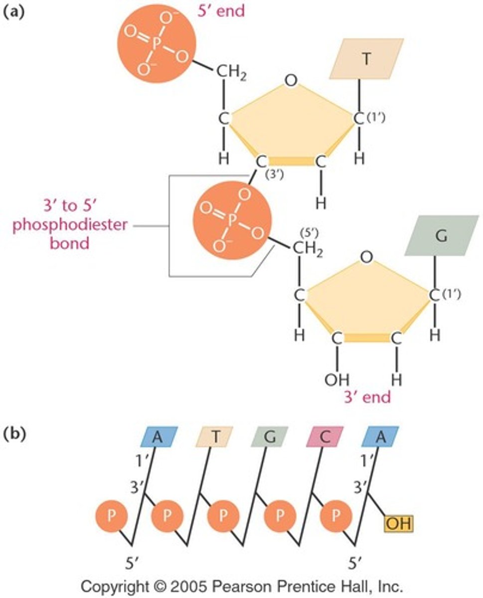 <p>It has a 5' phosphate end and a 3' hydroxyl end.</p>