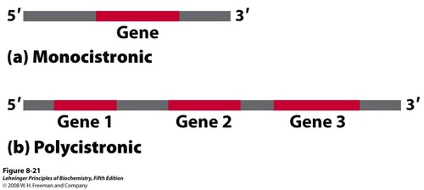 <p>molecules of mRNA that code for multiple proteins</p>