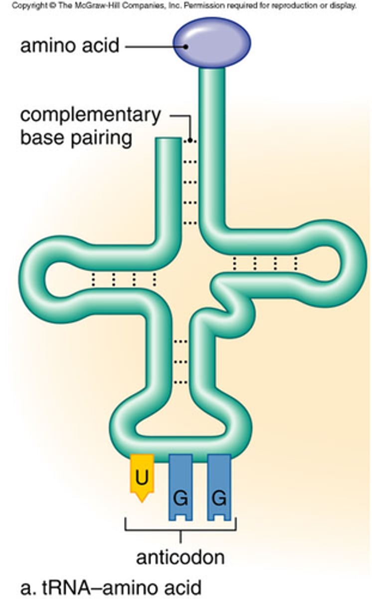 <p>transfer RNA; type of RNA that carries amino acids to the ribosome</p>