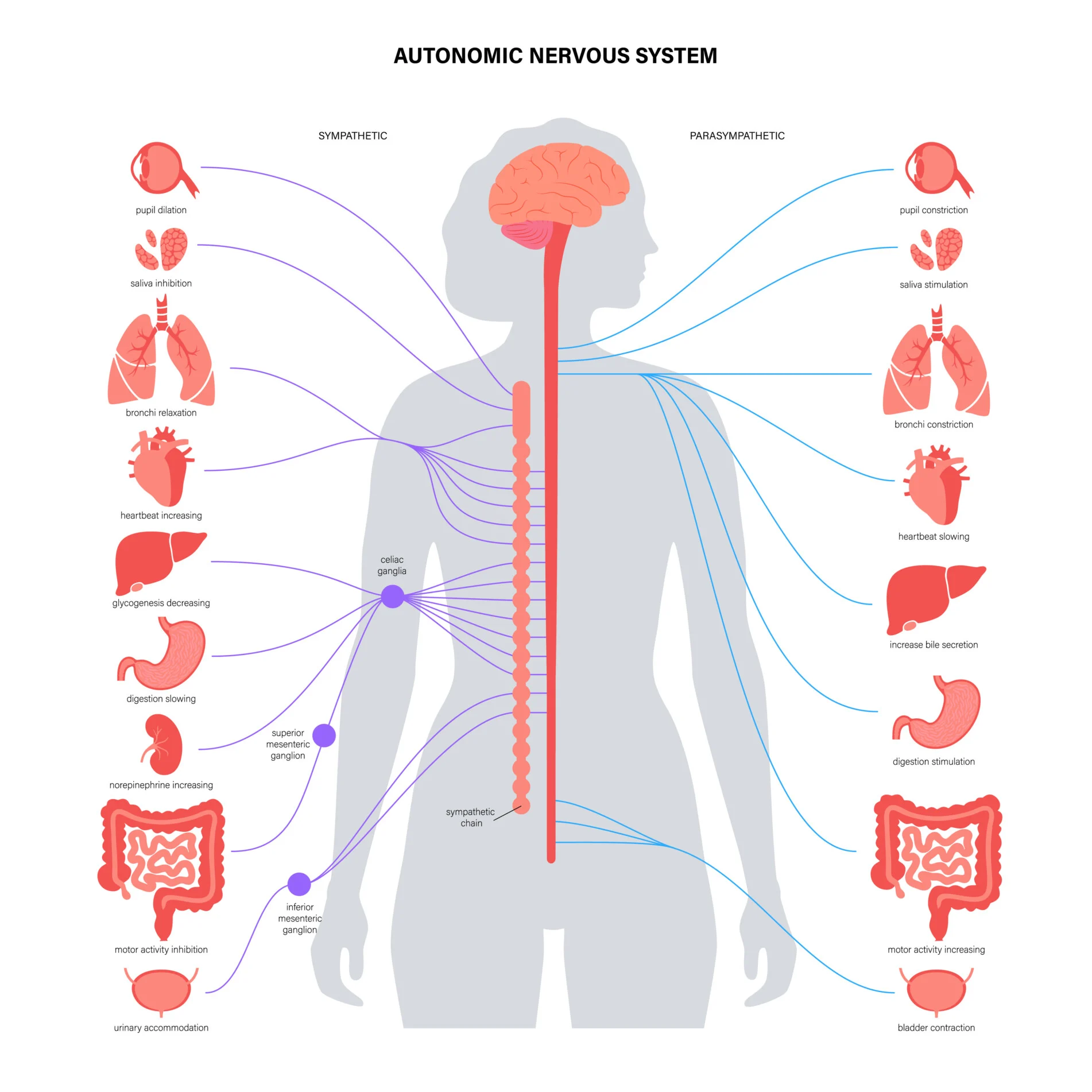 <p>the Autonomic nervous system </p>