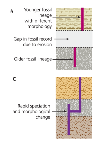 <p>other theory of how speciation occurs</p><p>less common than gradualism, but happens!</p><p>periods of little change interrupted by short periods of rapid change</p><p>supported by polyploidy, antibiotic resistance</p>