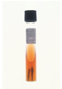 <p>TSI slant (H2S test)</p>