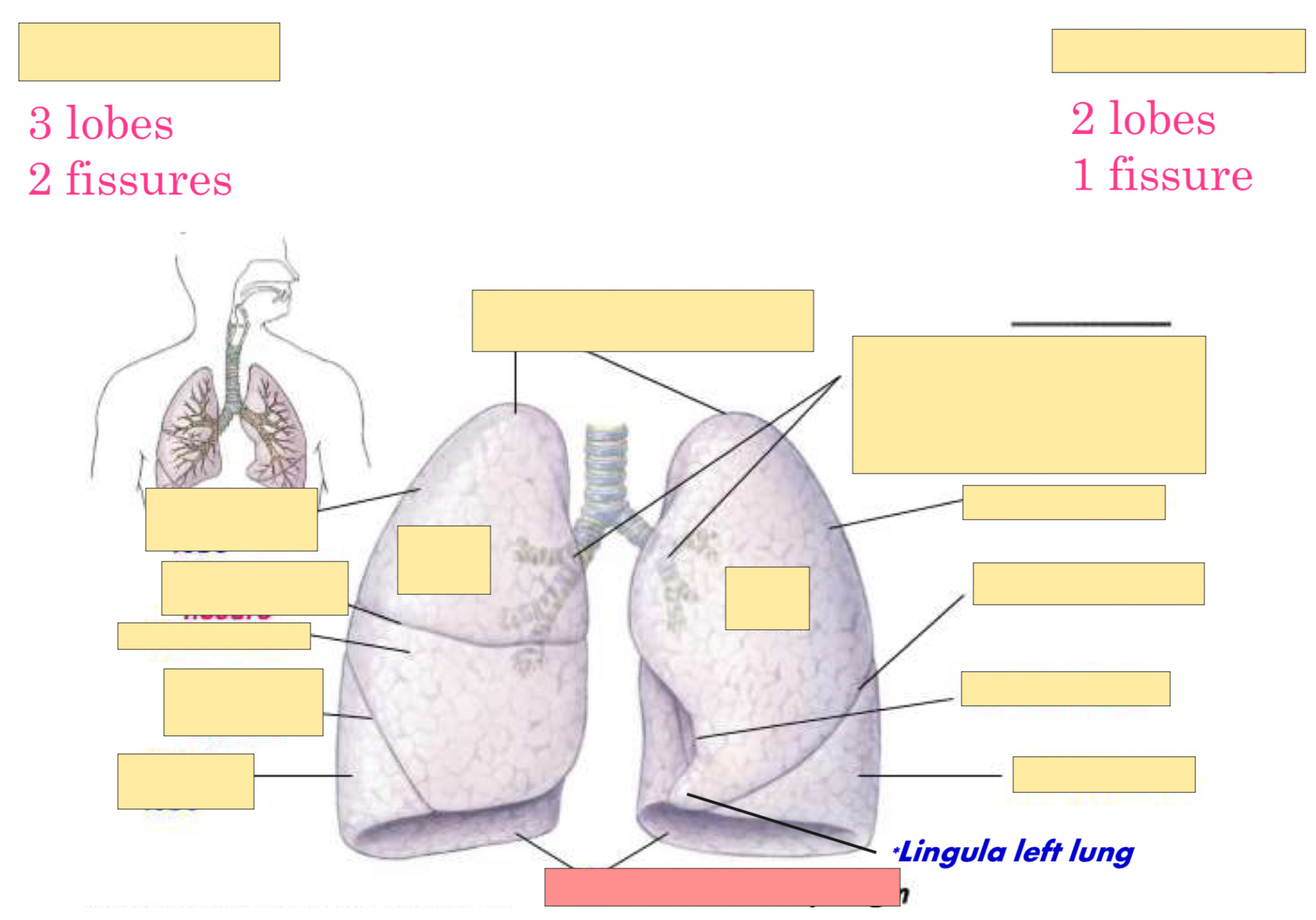 <p>What part of the lung is this? </p>