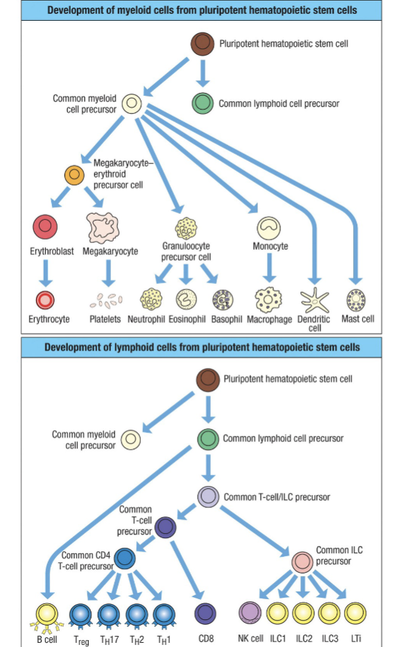 <ol><li><p><span>Leukocytes differentiate from hematopoietic stem cells in the bone marrow into two main lineages: <u>myeloid or lymphoid</u></span></p></li><li><p><span>Within the myeloid lineage are granulocytes (neutrophils, eosinophils, basophils & mast cells) and monocytes</span><br><span>(monocytes, macrophages, dendritic cells)</span></p></li><li><p><span>T lymphocytes migrate to the thymus for further maturation</span></p></li><li><p><span>Additional differentiation, maturation and activation-induced differentiation occurs in the periphery and in response to stimulation/growth/tissue-resident factors</span></p></li></ol><p>pluripotent is the potential to become different things</p><p>lymphoid cell precursor gives rise to lymphocytes: innate lymphoid cells (ILC)</p>