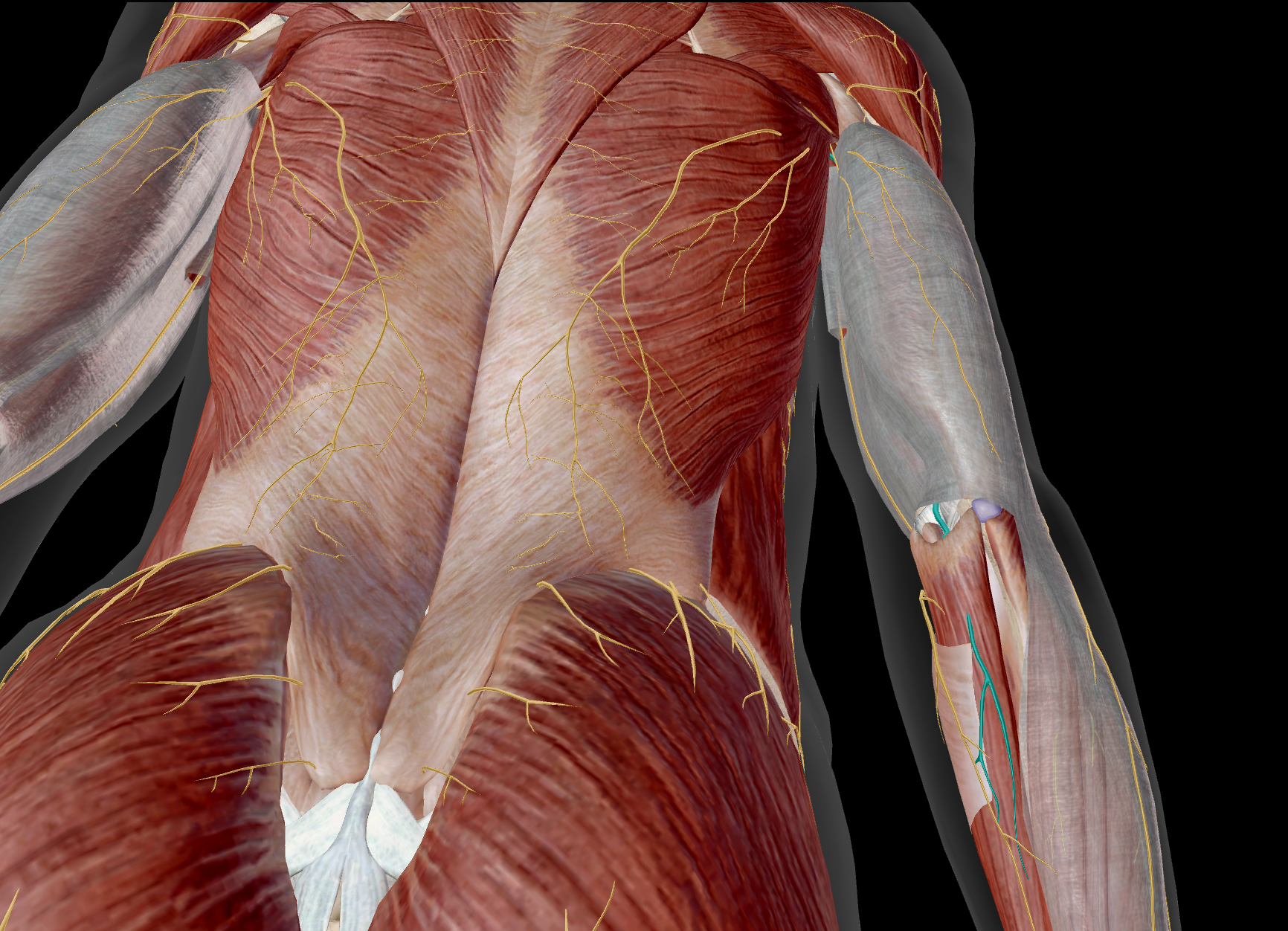 <p>M flexor carpi ulnaris / M flexor digitorum profundus / M flexor digiti minimi / M opponens digiti minimi / M palmaris brevis / Mm lumbricales (III et IV) / Mm interossei palmares / Mm interossei volares / M brevis flexor pollicis / M adductor pollicis</p>