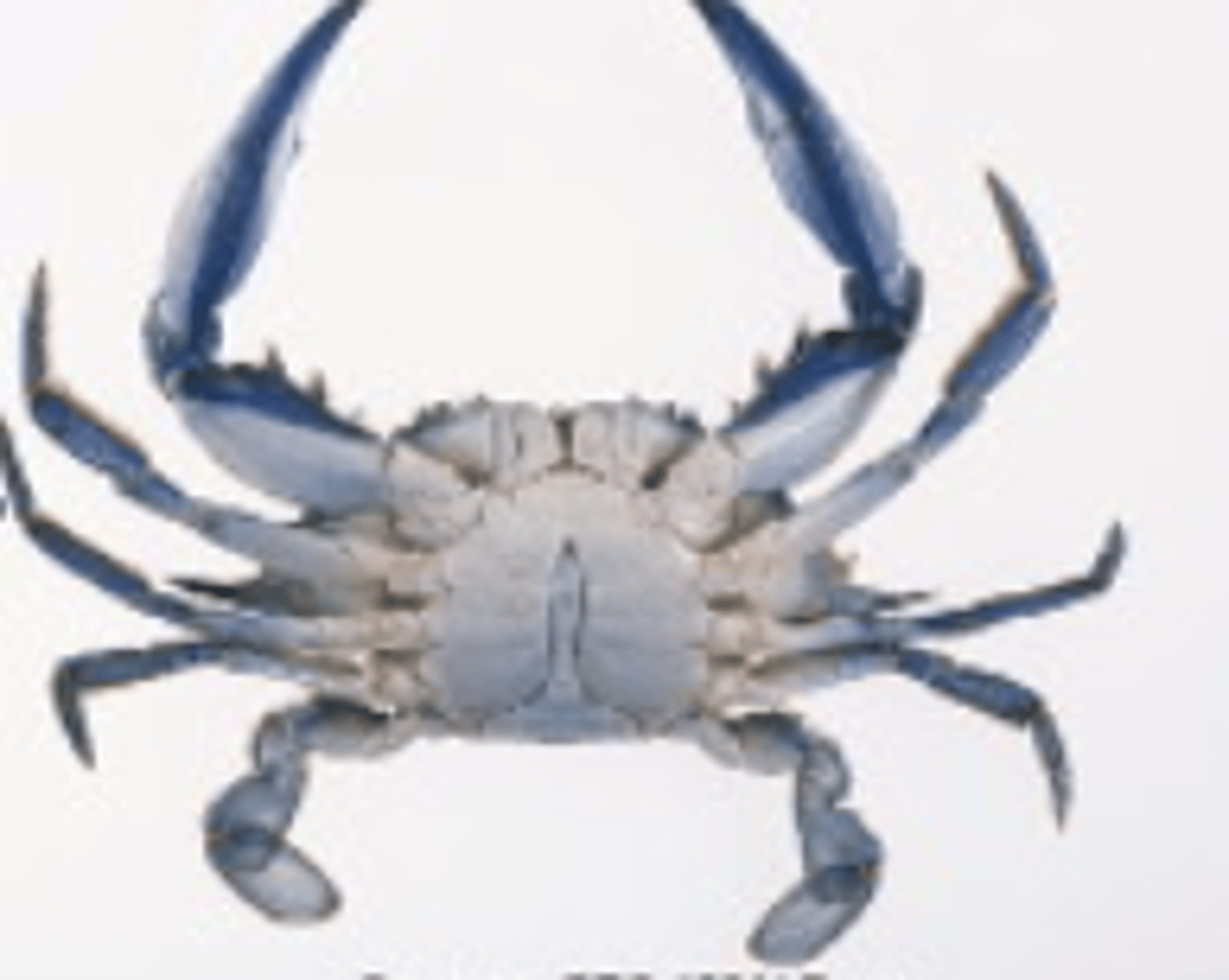 <p>What Phylum, Subphylum, Class, and Order is this animal in? Is it male or female?</p>
