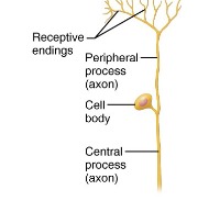 <p>one projection from cell body splits -central -to CNS -peripheral -away from CNS</p>