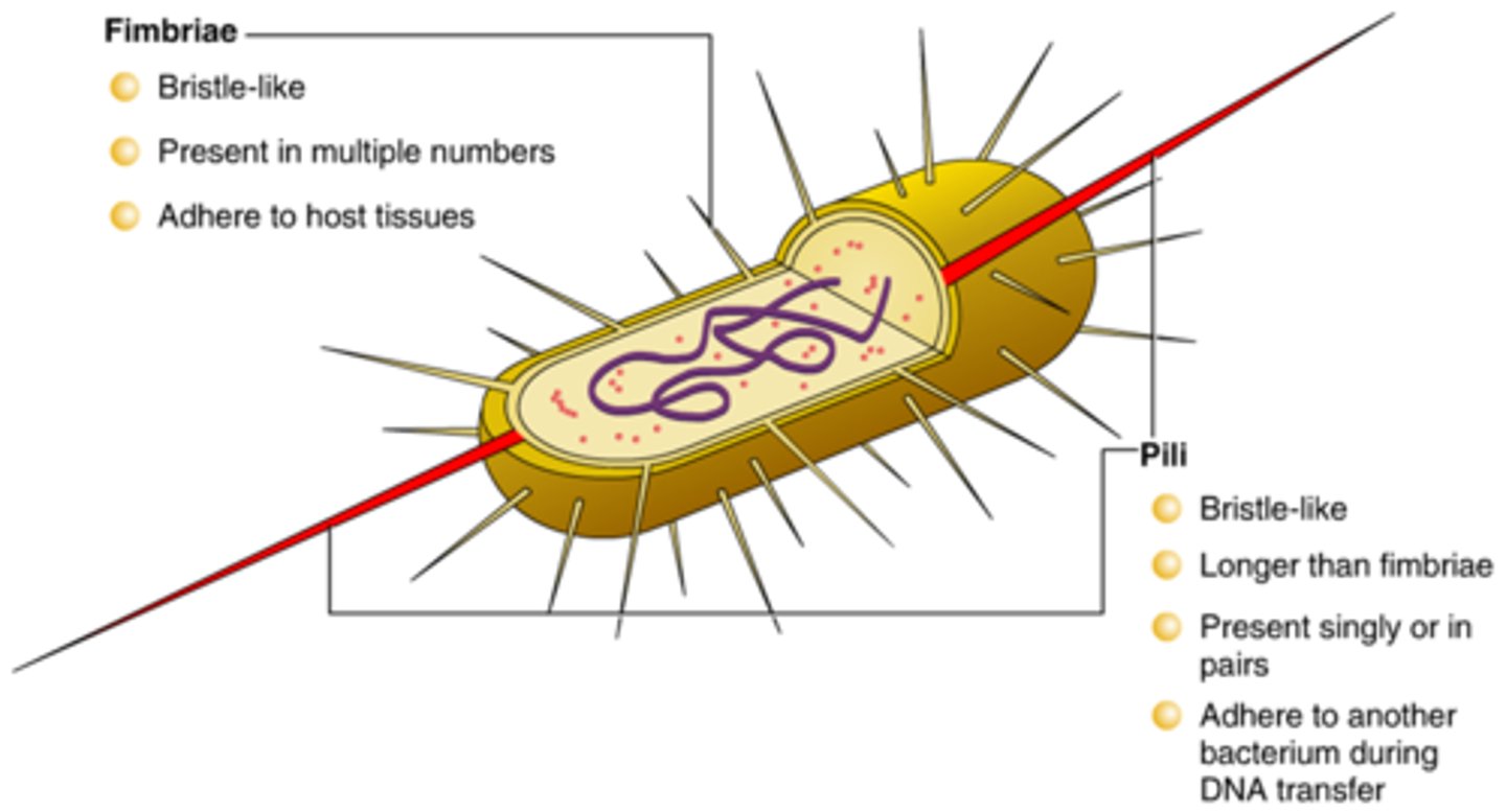 <p>-shorter, straighter, and thinner than flagella</p><p>-allows attachment</p><p>-aids in forming biofilm</p><p>-help bacteria adhere to epithelial surfaces/mucous membranes</p>