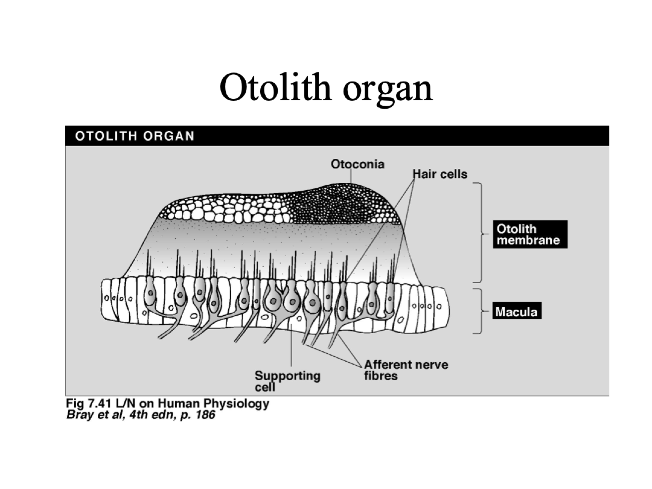 <p>Otoconia, Accelerating to the left (left &amp; right hairs), sudden stop, constant acceleration</p>
