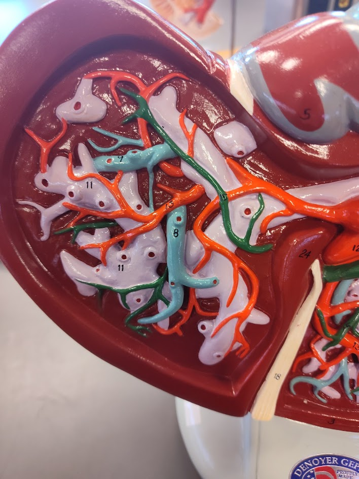 <p>quadrate lobe</p>