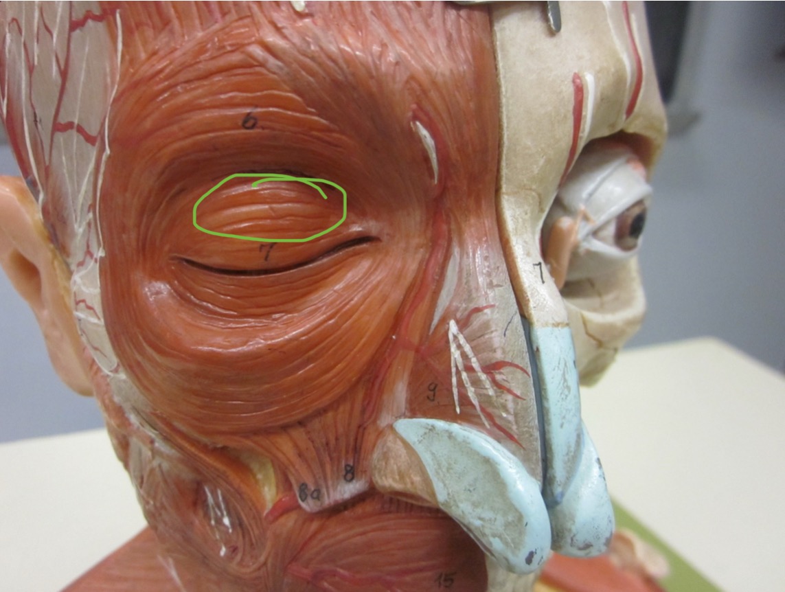 <p>Which muscle</p>